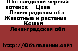 Шотландский черный котенок  › Цена ­ 2 500 - Ленинградская обл. Животные и растения » Кошки   . Ленинградская обл.